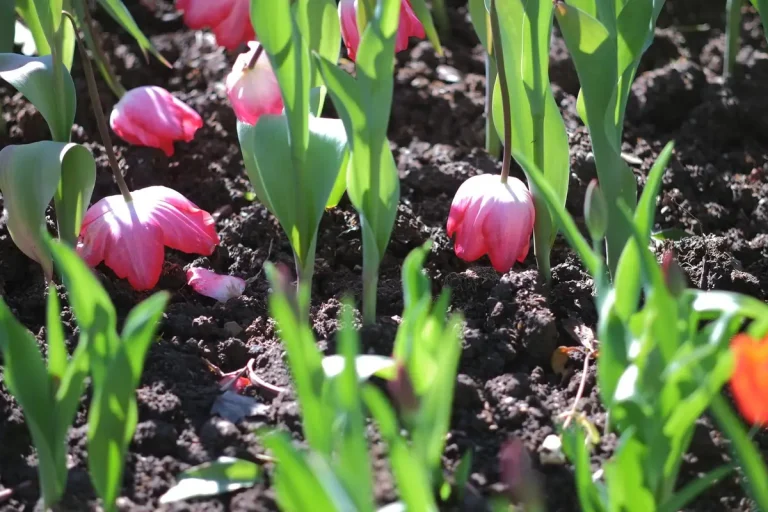 Planter des bulbes de tulipes pour un printemps éclatant