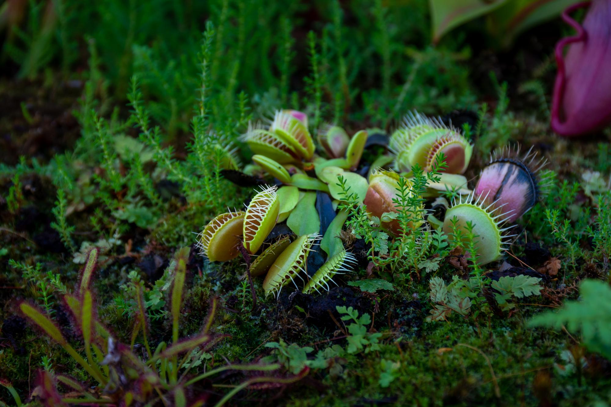 Comprendre ta plante carnivore avant de l’entretenir