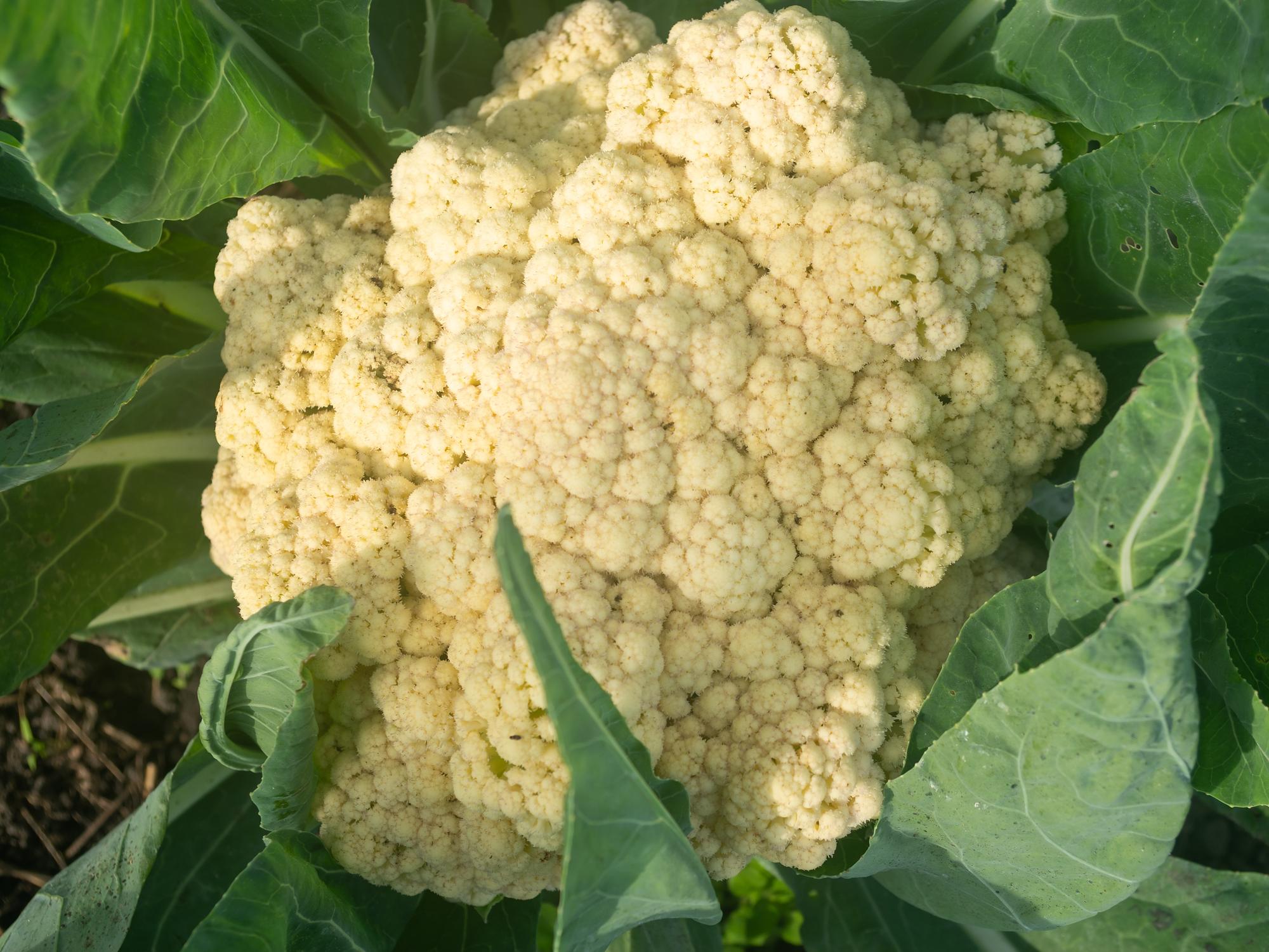 Comprendre le chou-fleur pour mieux le cultiver