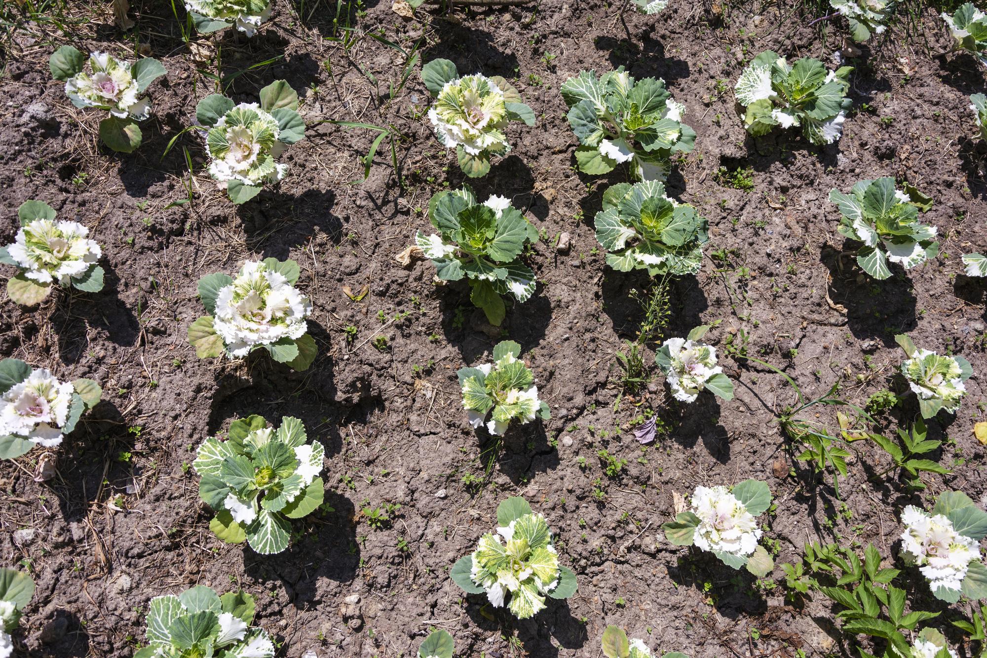 FAQ sur la culture des choux fleurs