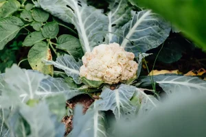 chou-fleur potager