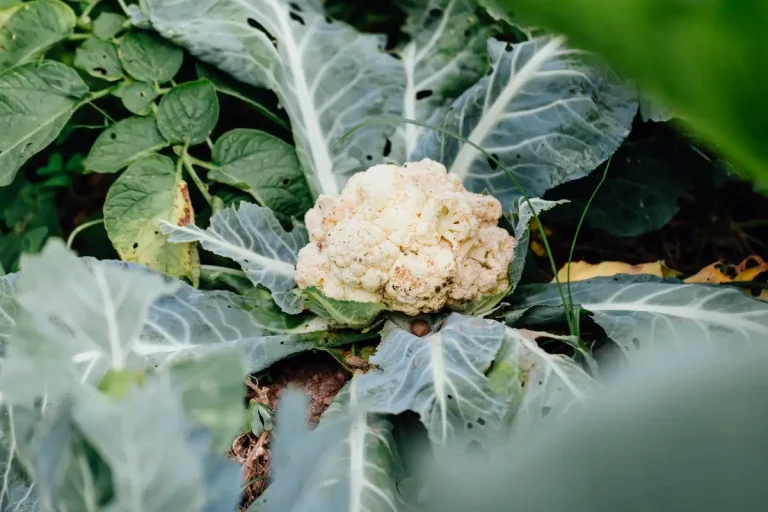 Comment réussir la culture des choux fleurs au jardin