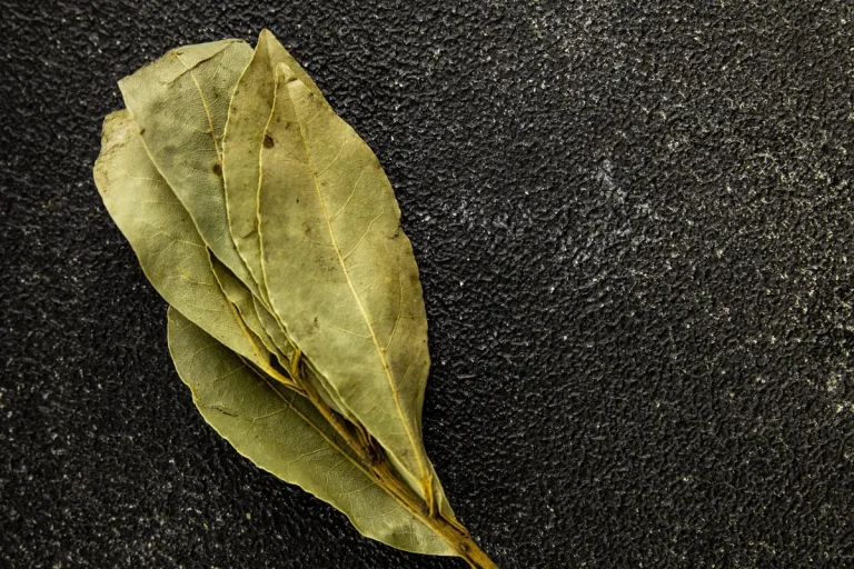 Comment brûler une feuille de laurier sans se tromper