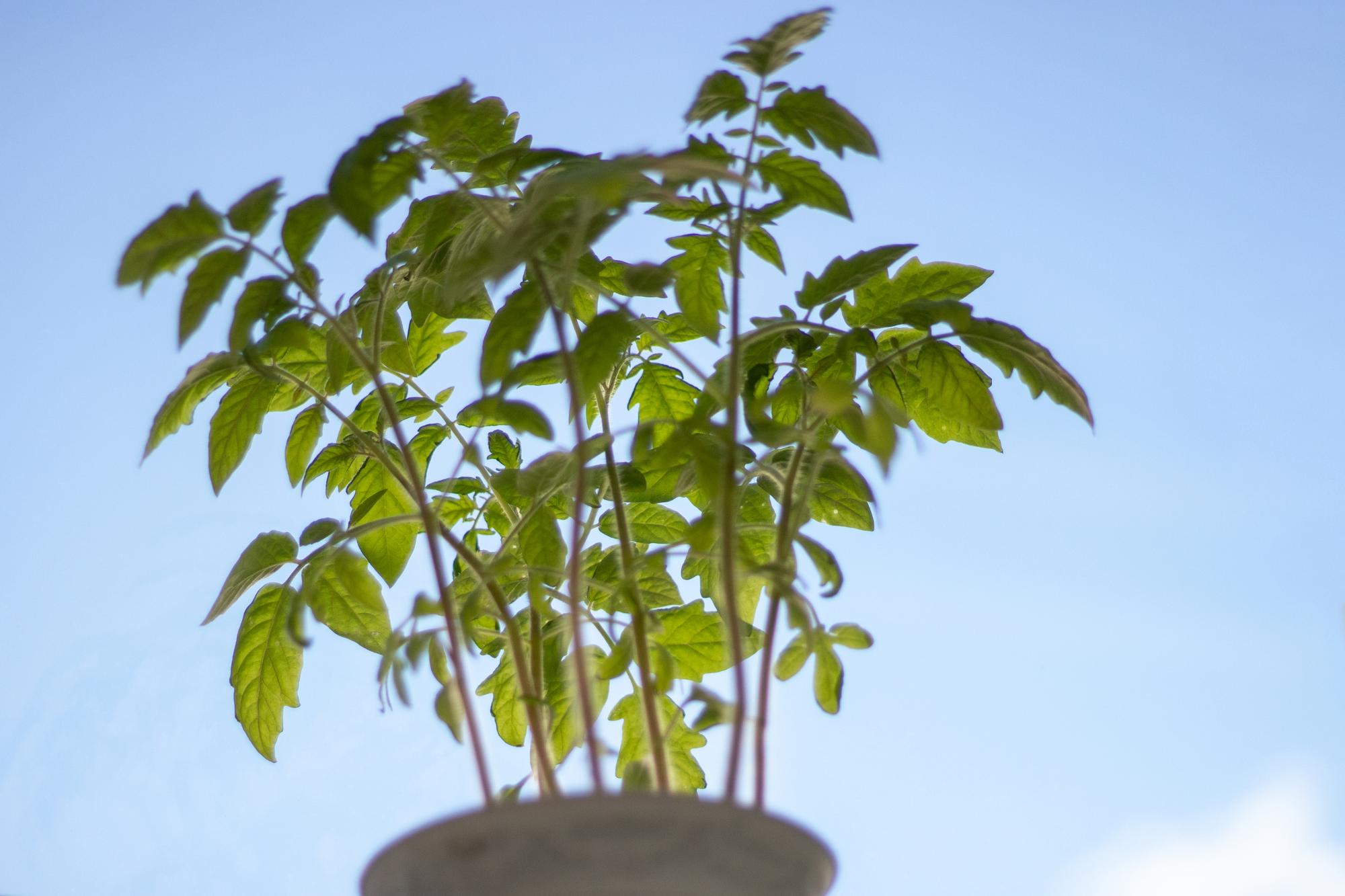 Pourquoi mon ficus bonsaï ou ginseng perd-il ses feuilles ?