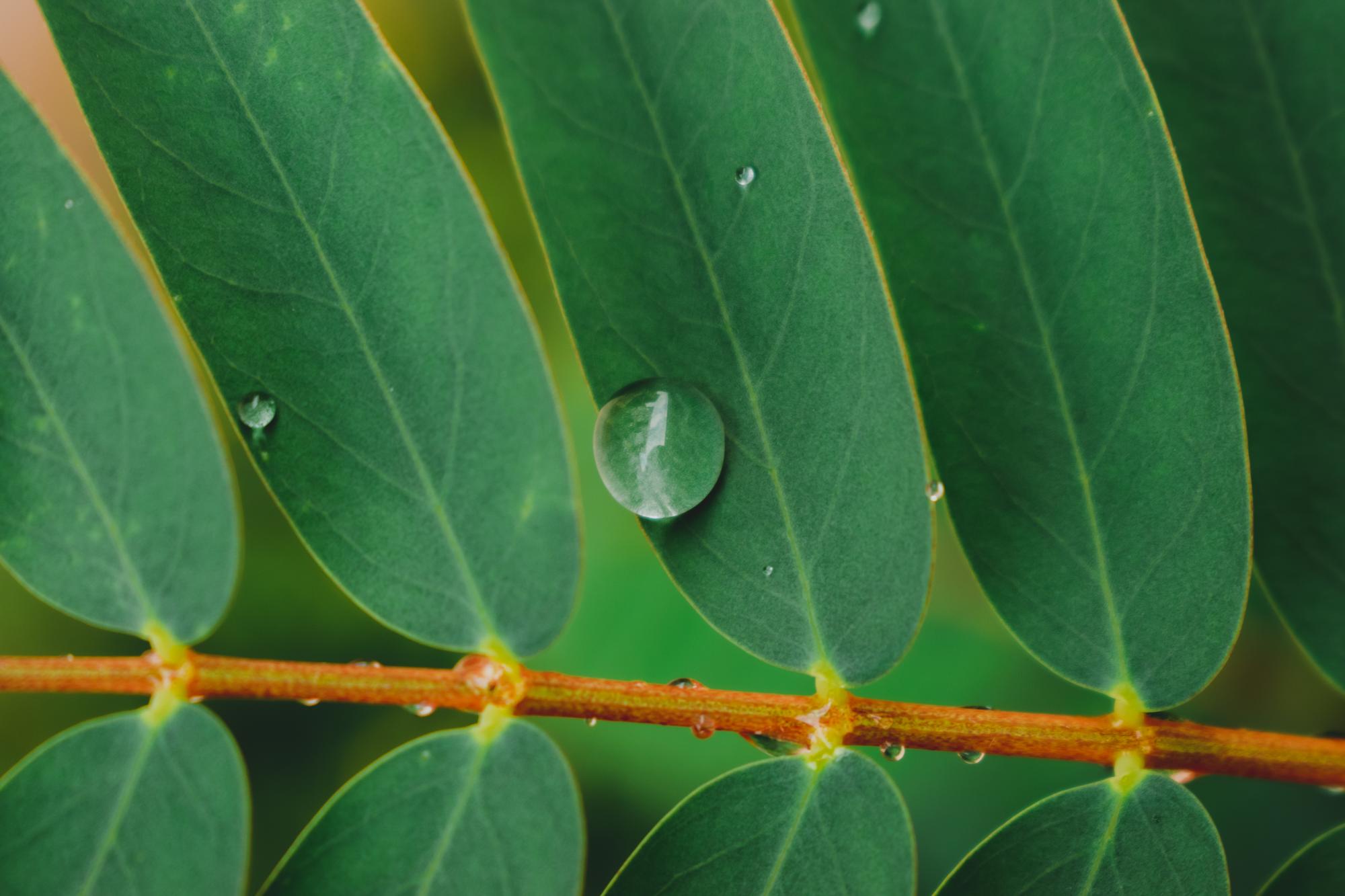 Pourquoi mon ficus ginseng perd-il ses feuilles ?