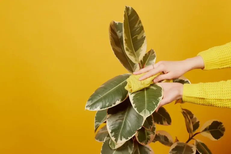 Comprendre et corriger les feuilles jaunes du ficus