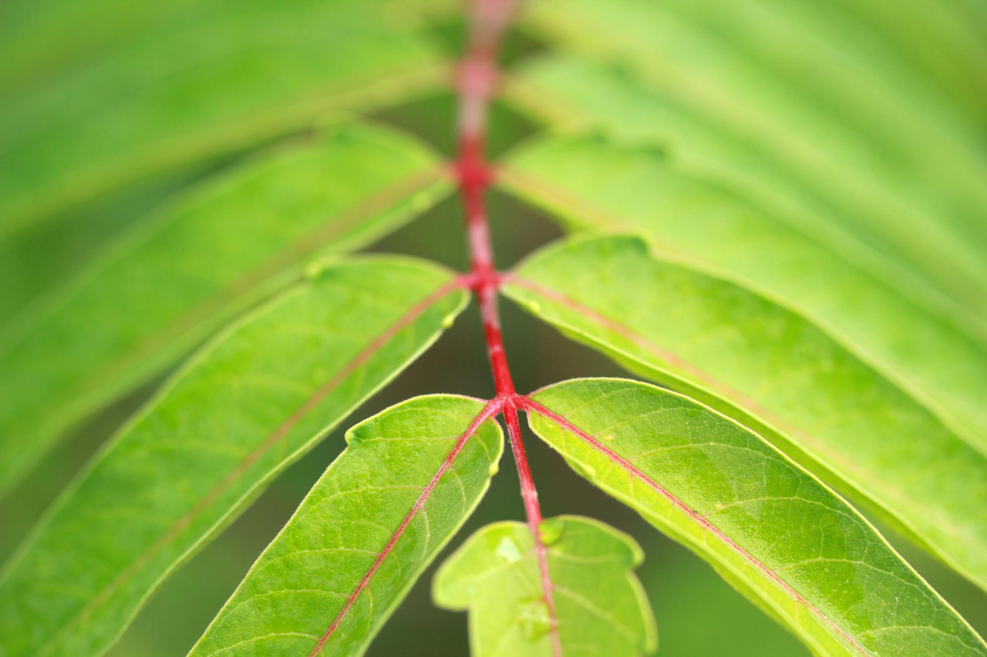 FAQ – Ficus ginseng qui perd ses feuilles