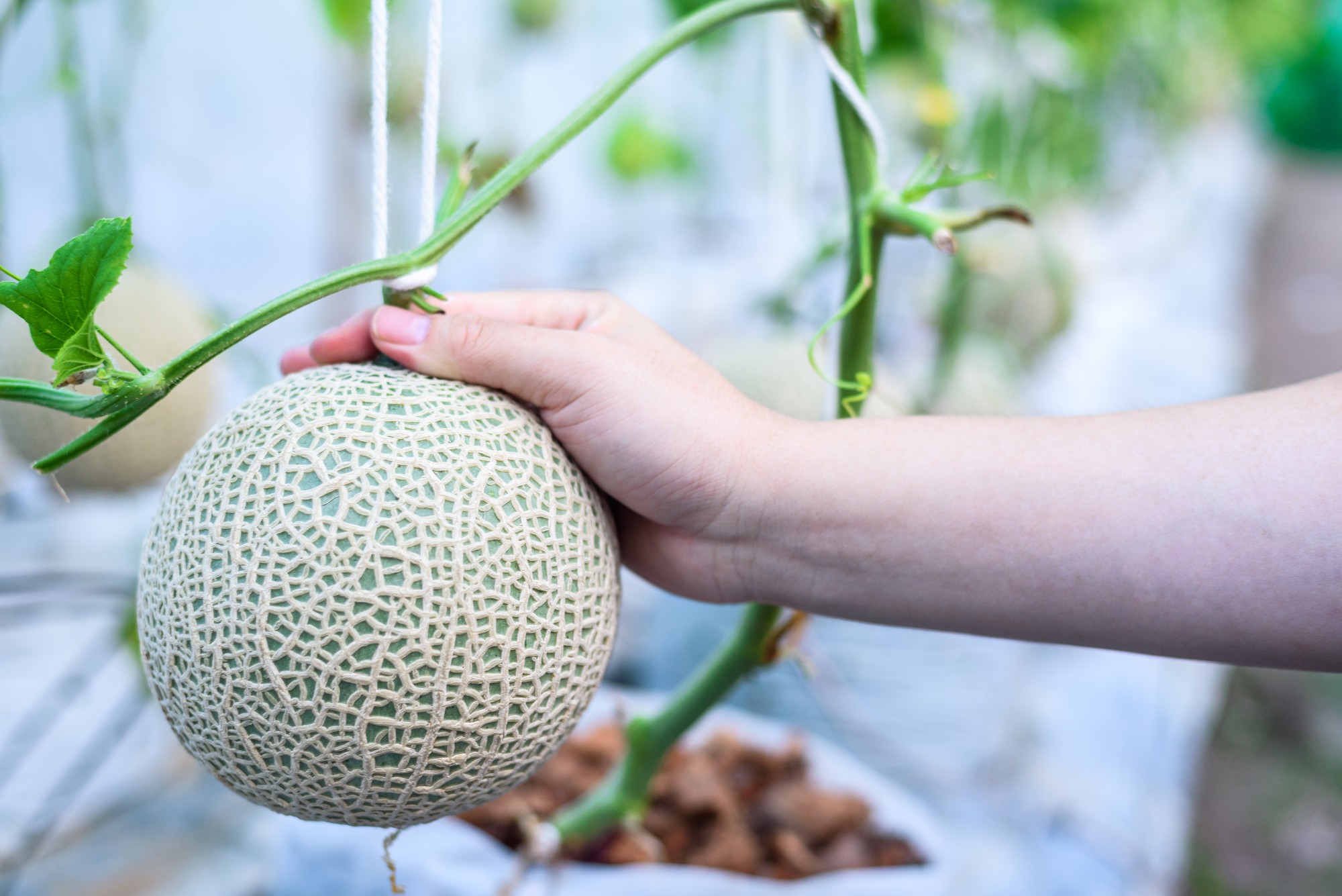 FAQ : questions fréquentes sur le semis et la culture des melons