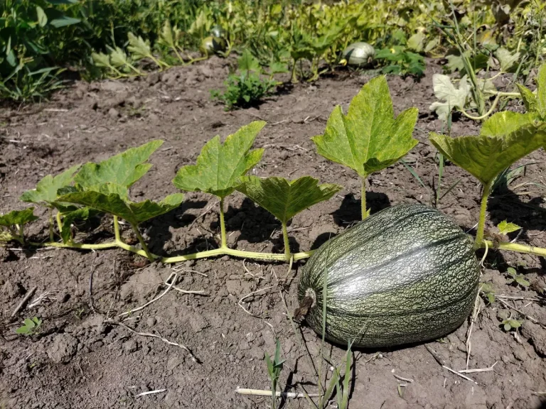 Comment semer des melons et les réussir au jardin