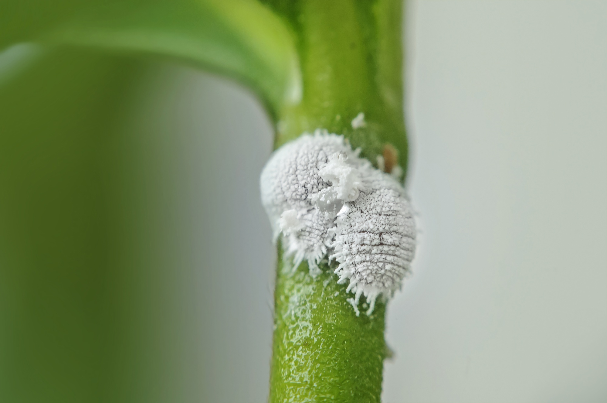 Parasites et maladies : cochenilles, araignées rouges et compagnie