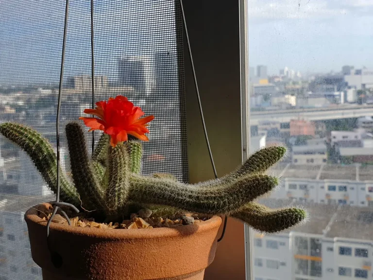 Entretenir une plante carnivore sans la stress­er