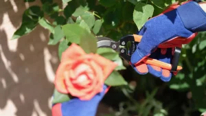 pruning rose bush