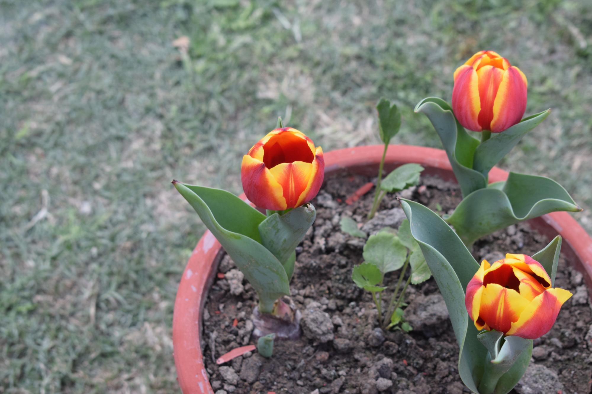 FAQ sur la plantation des bulbes de tulipe