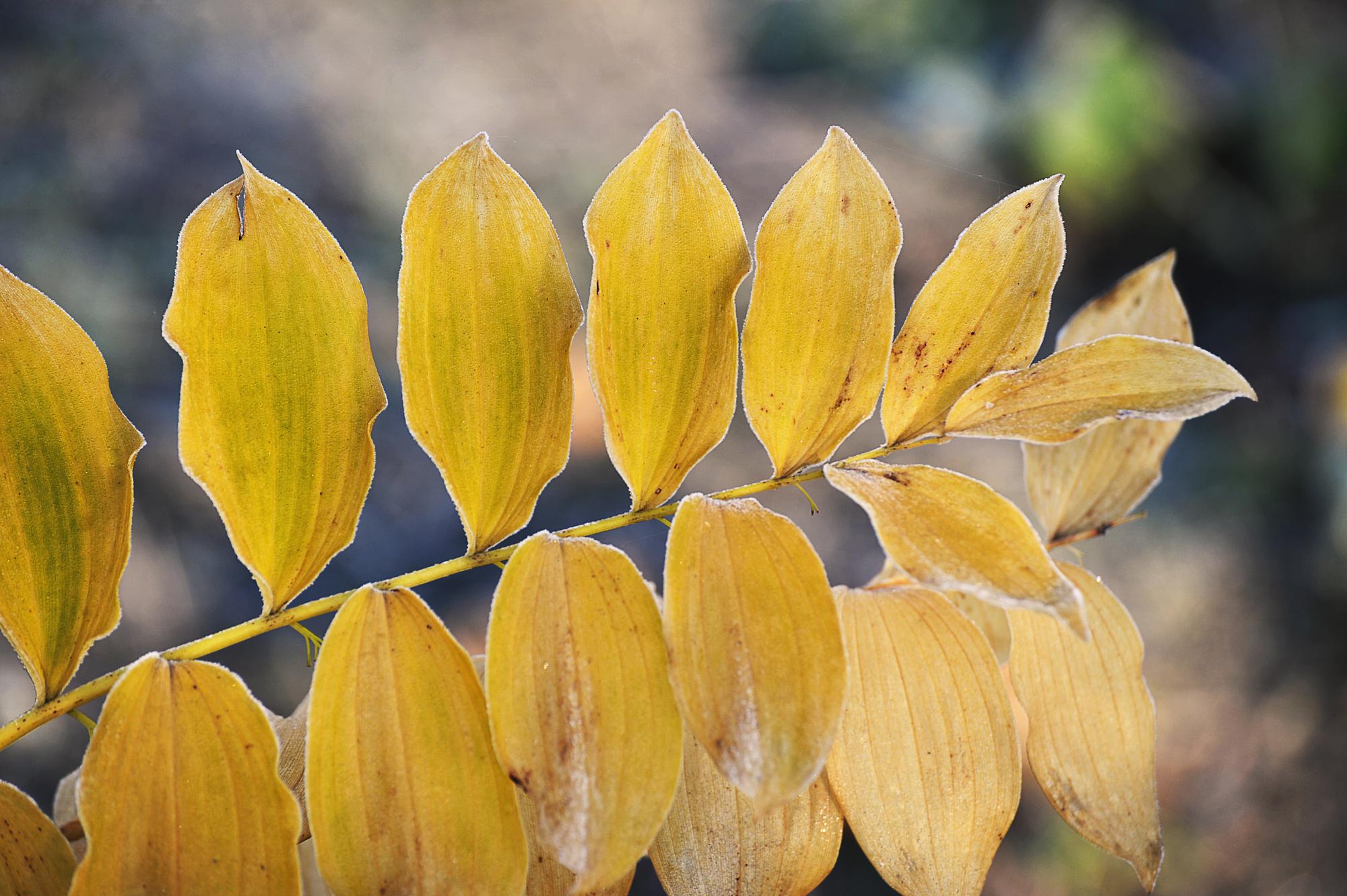 Pourquoi les feuilles de mon ficus deviennent jaunes ?
