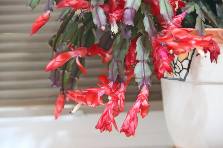 Comment réussir l’entretien du schlumbergera toute l’année