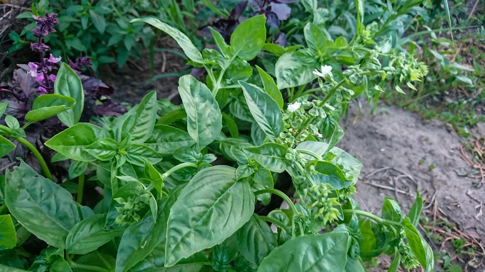 Quelles plantes aromatiques mettre ensemble ?