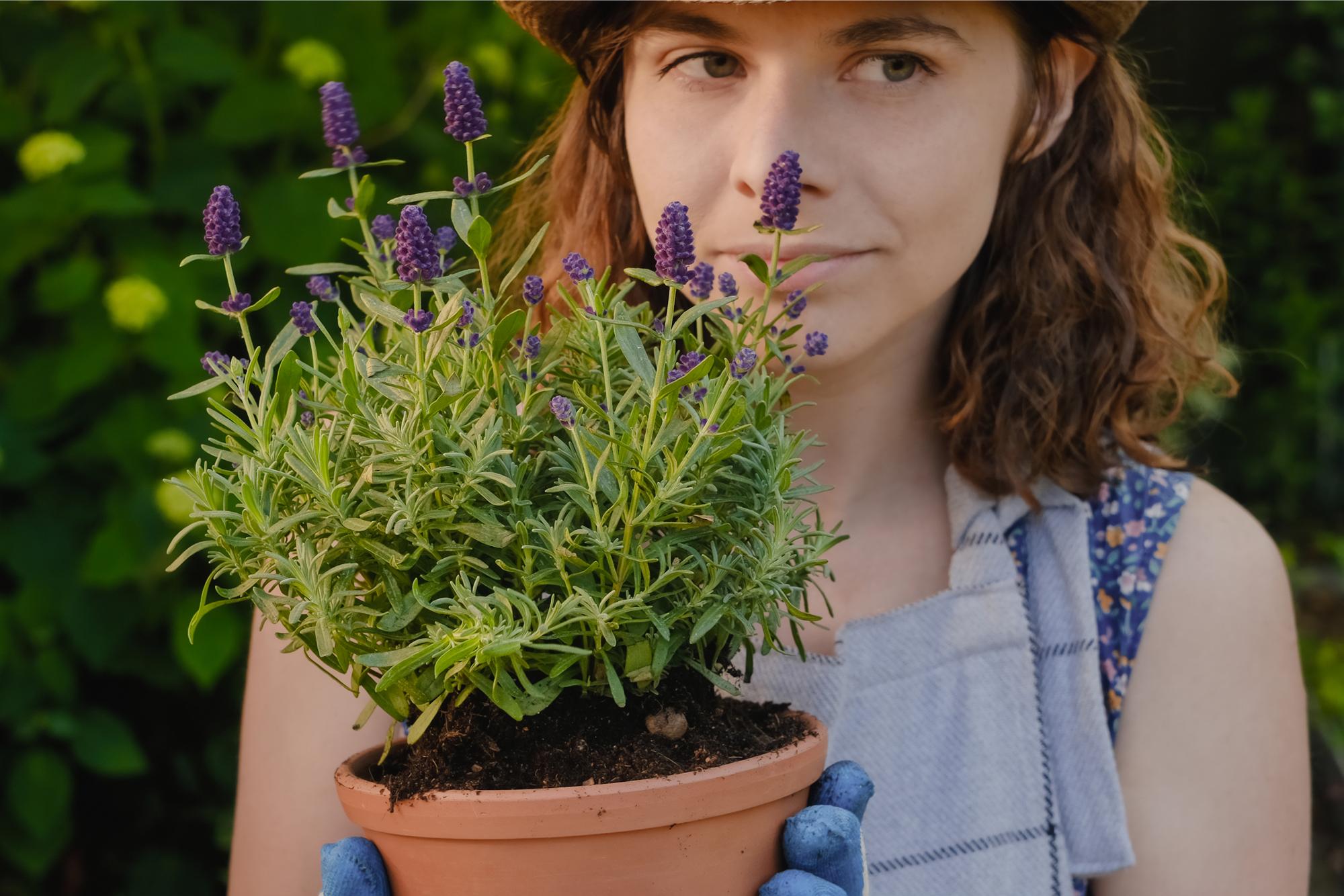 FAQ sur le bouturage de la lavande