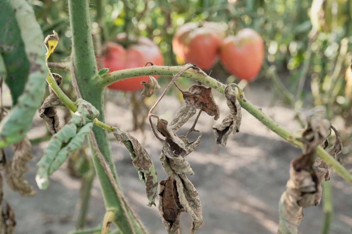 Plant de tomate aux feuilles brunies et desséchées par le mildiou