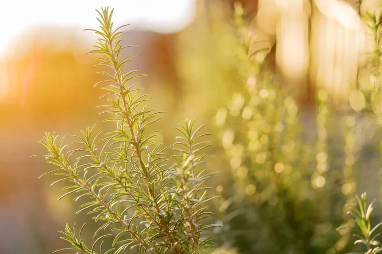 Quand planter du thym pour le garder plusieurs années ?