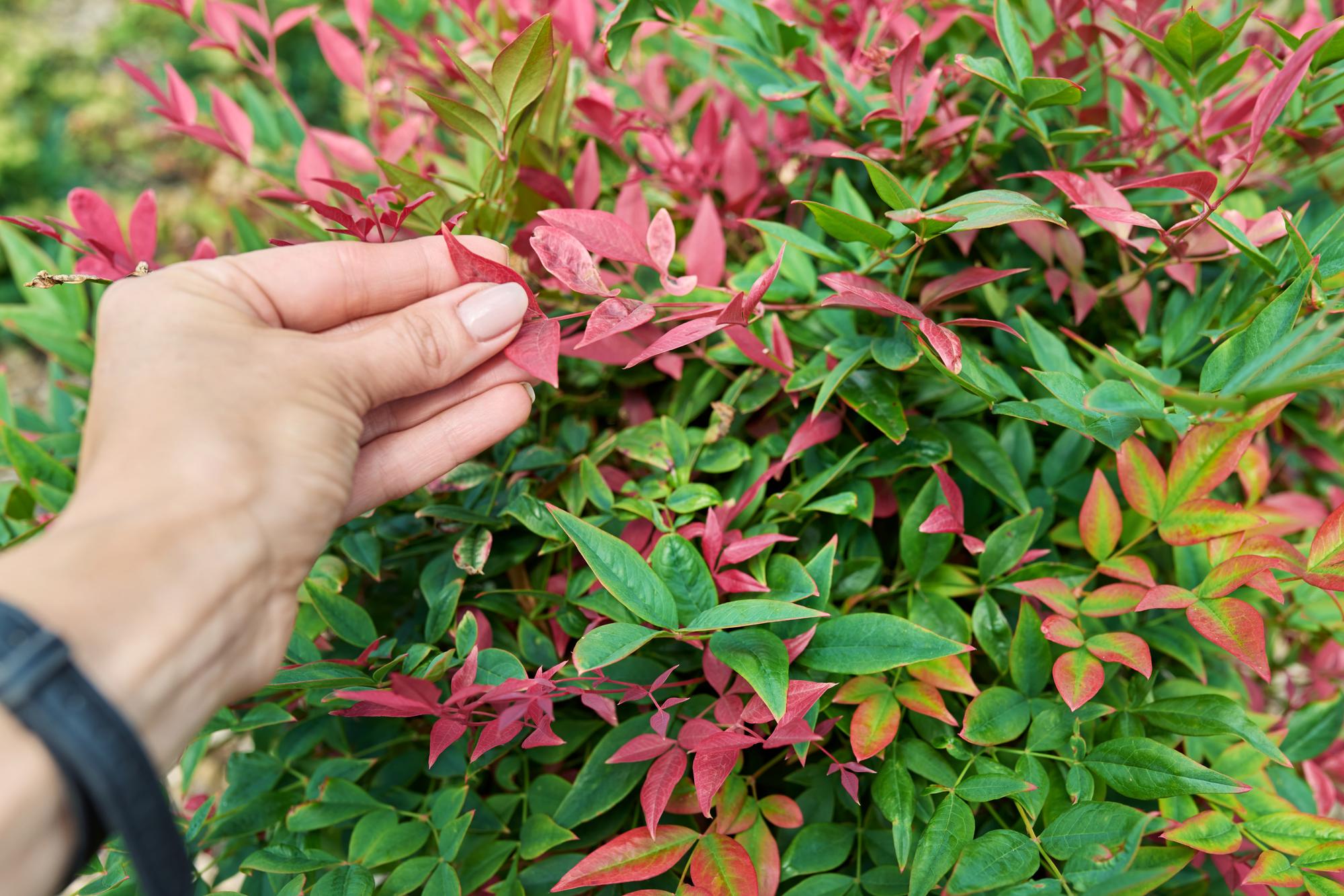 À quelle période tailler un photinia ?