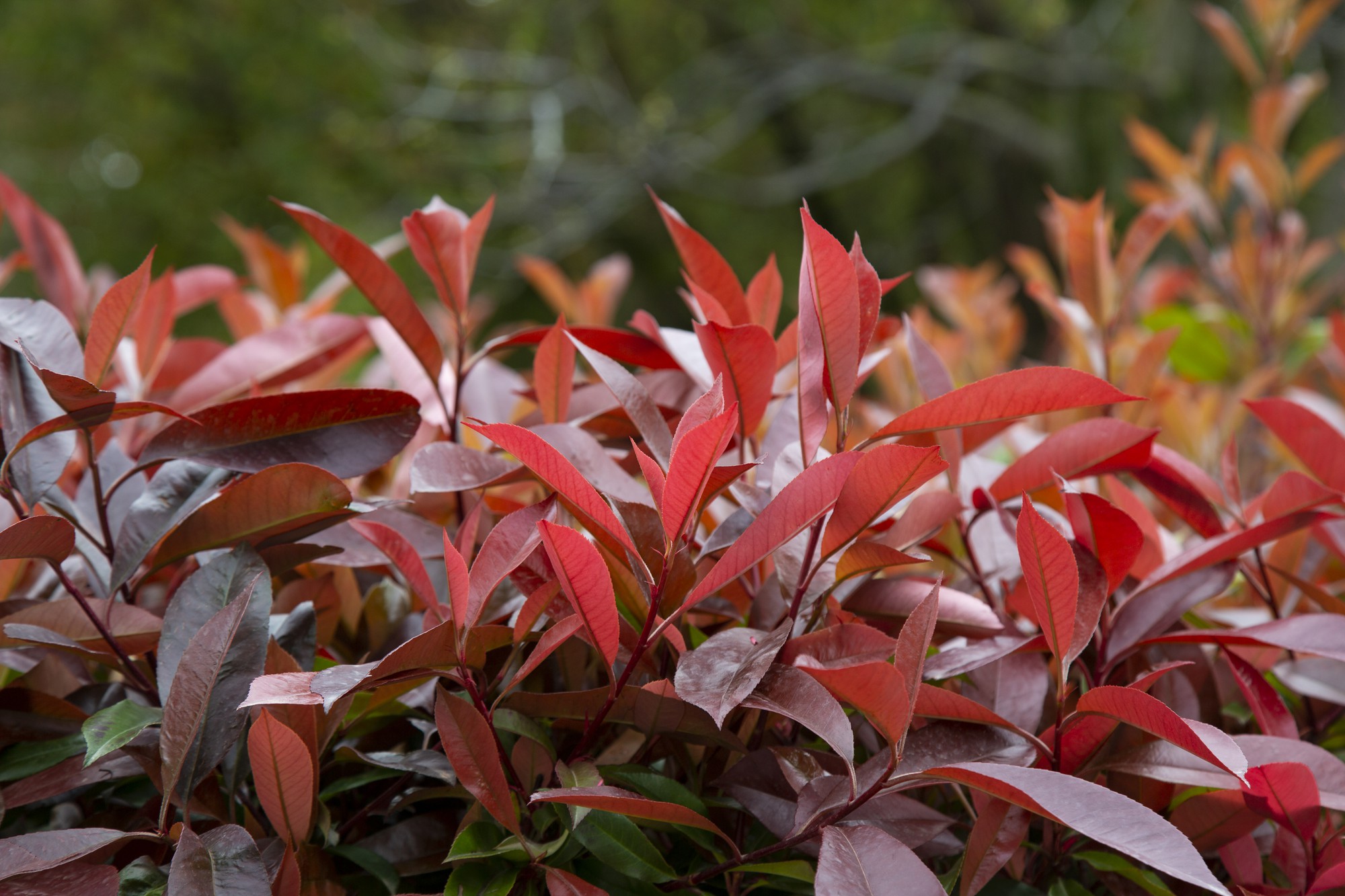 FAQ : les réponses pratiques sur la taille du photinia