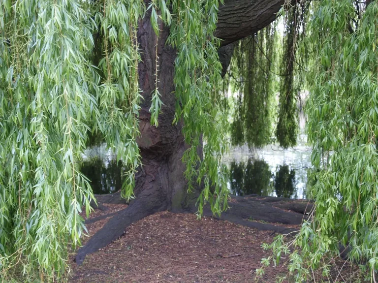 Comment réussir la taille du saule pleureur au bon moment