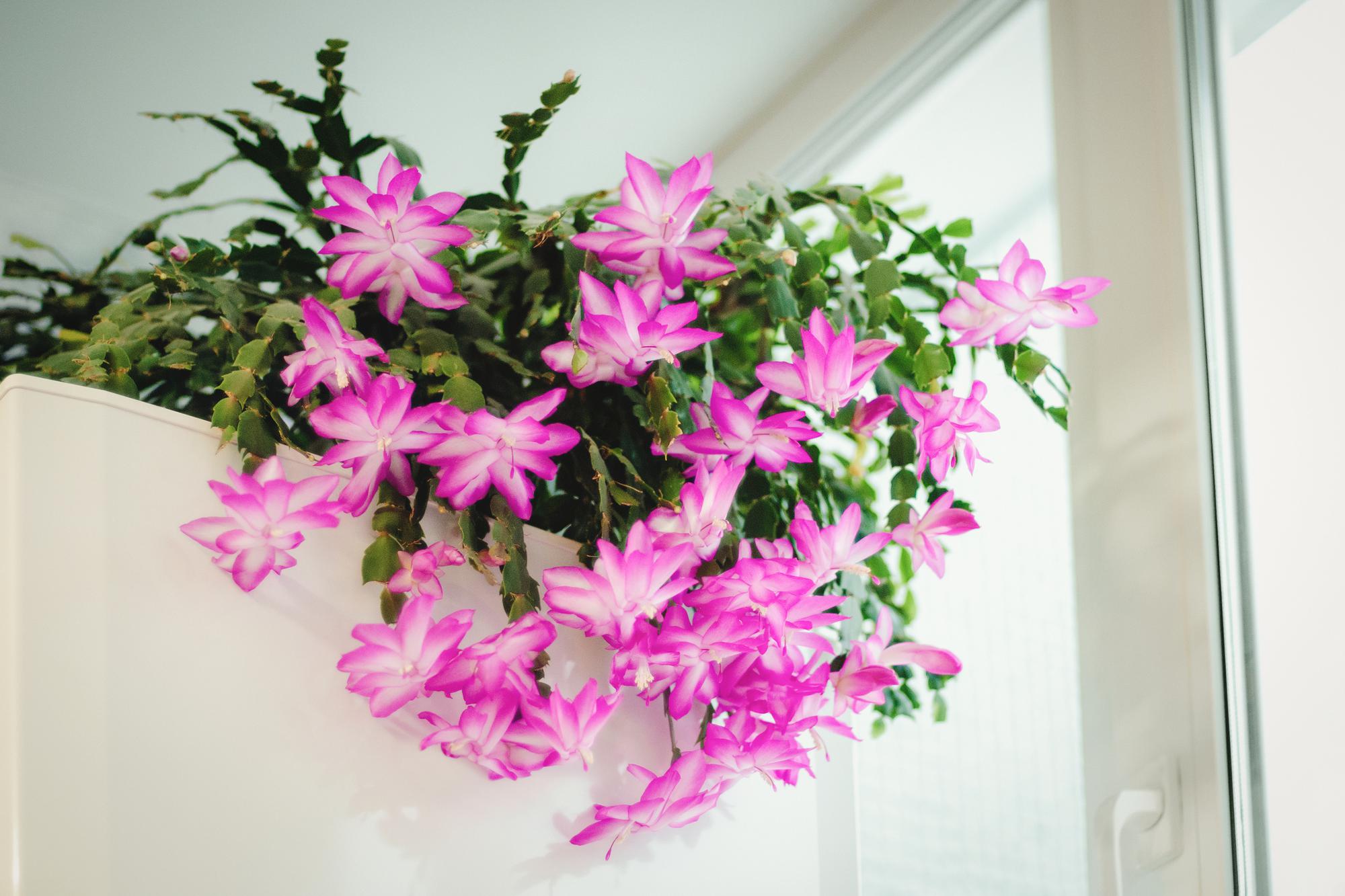 Comment faire refleurir un schlumbergera ?