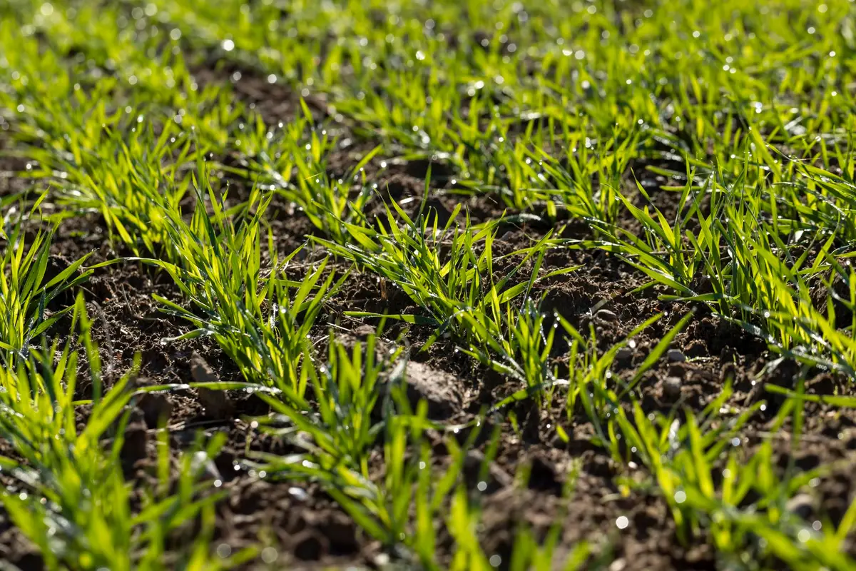 Quand semer du gazon pour obtenir une pelouse dense ?
