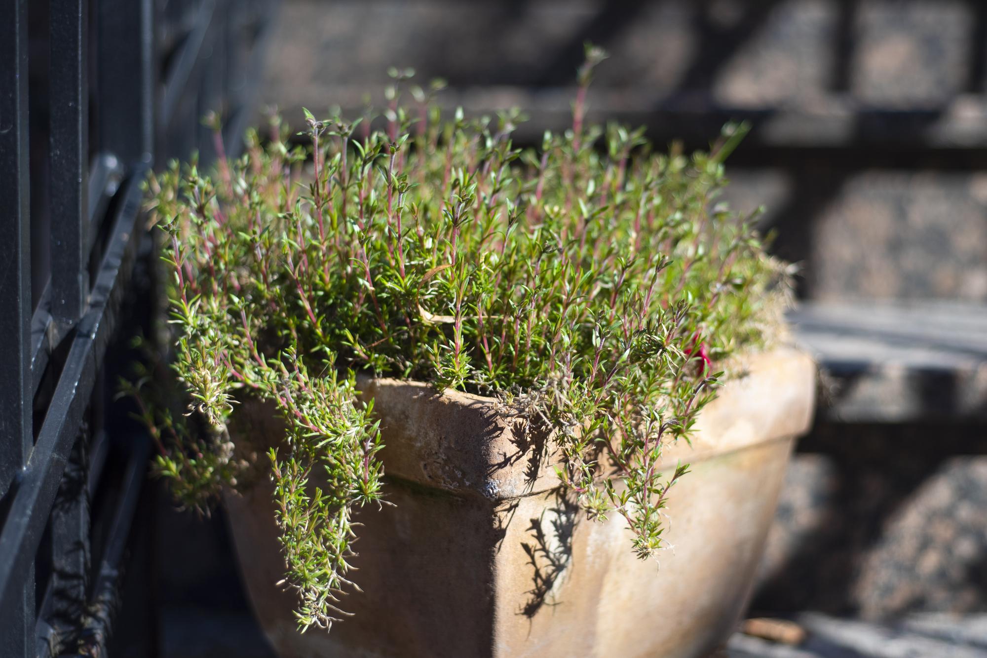 Quelle est la meilleure période pour planter du thym ?