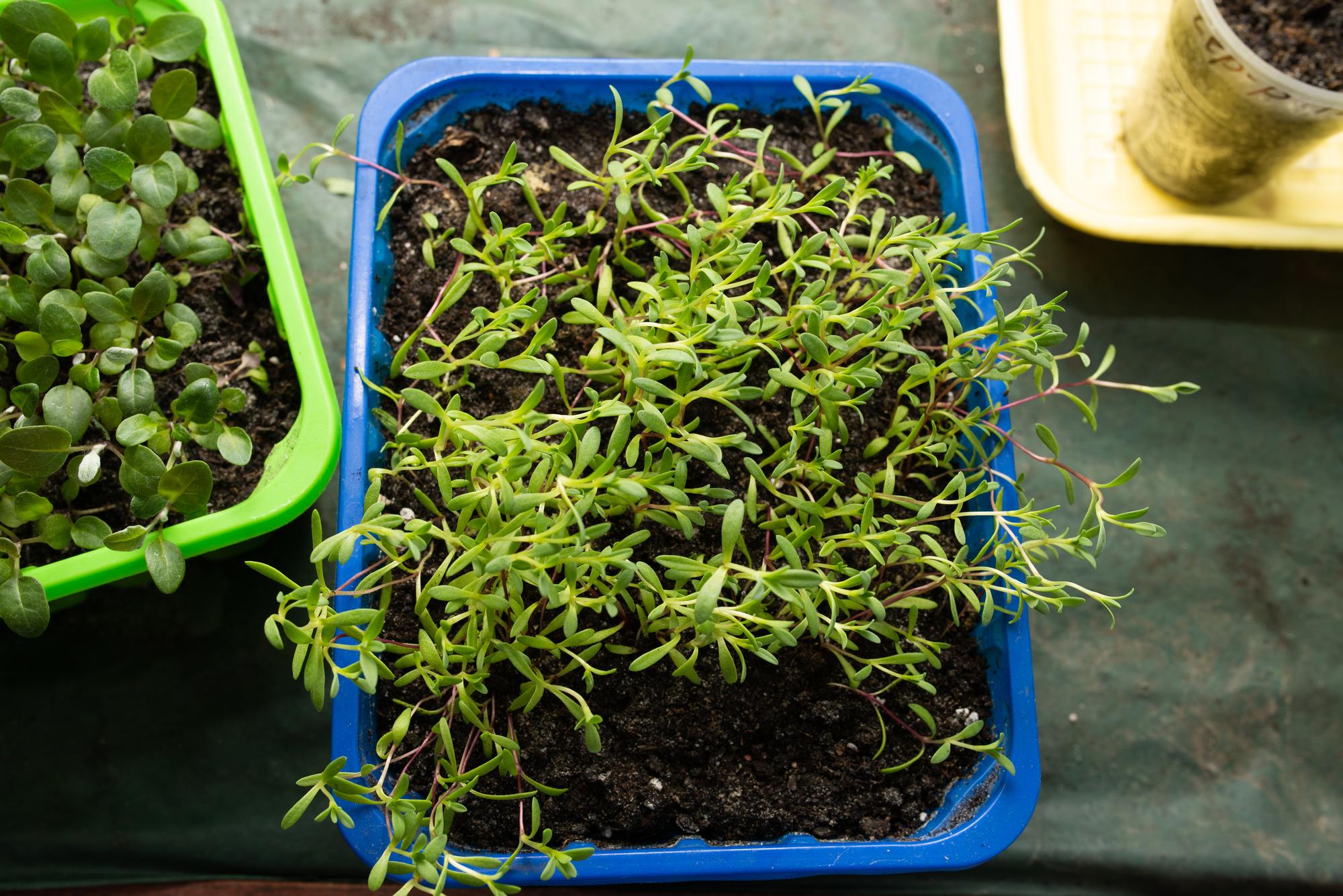 Quand semer le thym plutôt que planter un godet ?