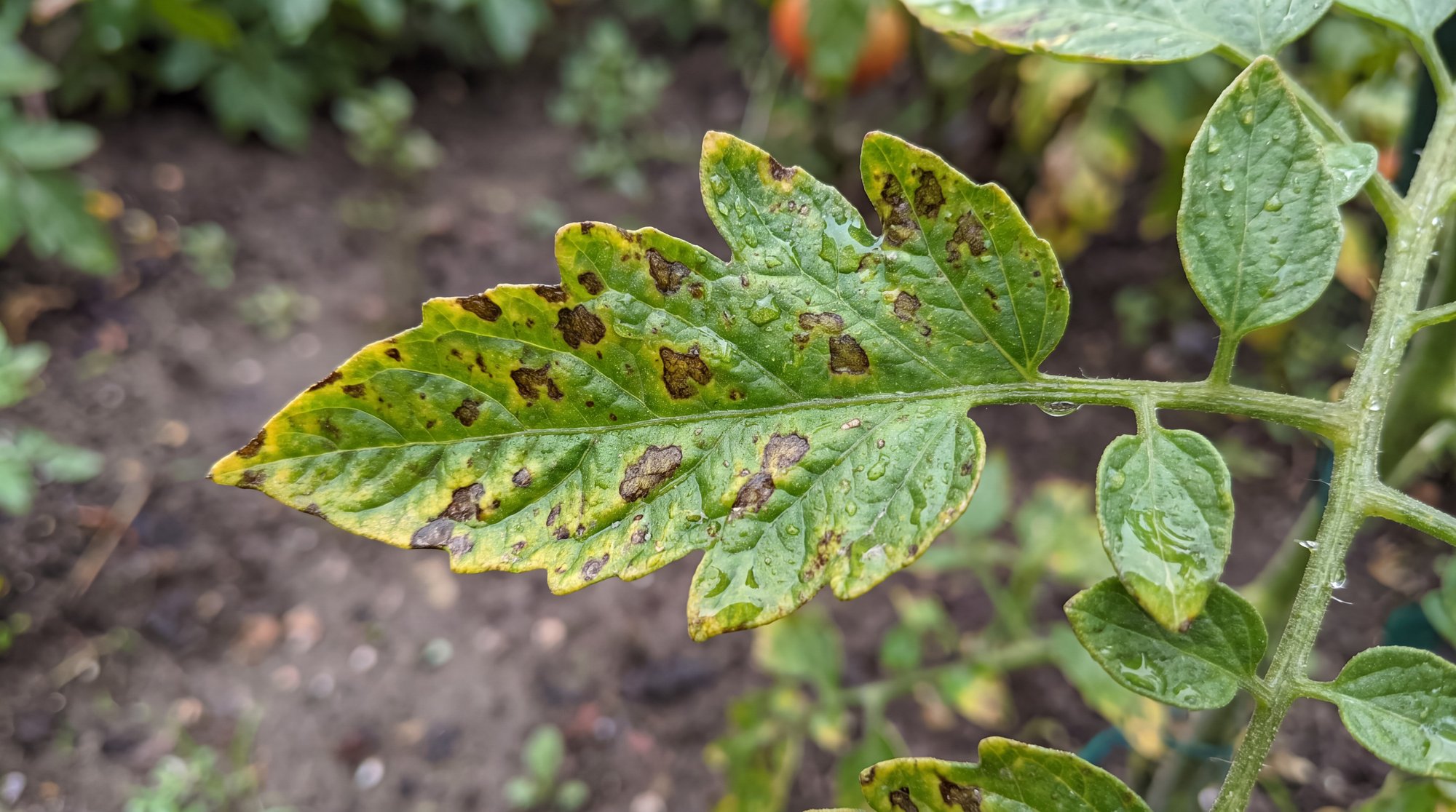 Maladies et parasites : quels signes doivent alerter ?
