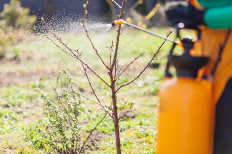 Comment préparer la bouillie bordelaise sans abîmer le sol