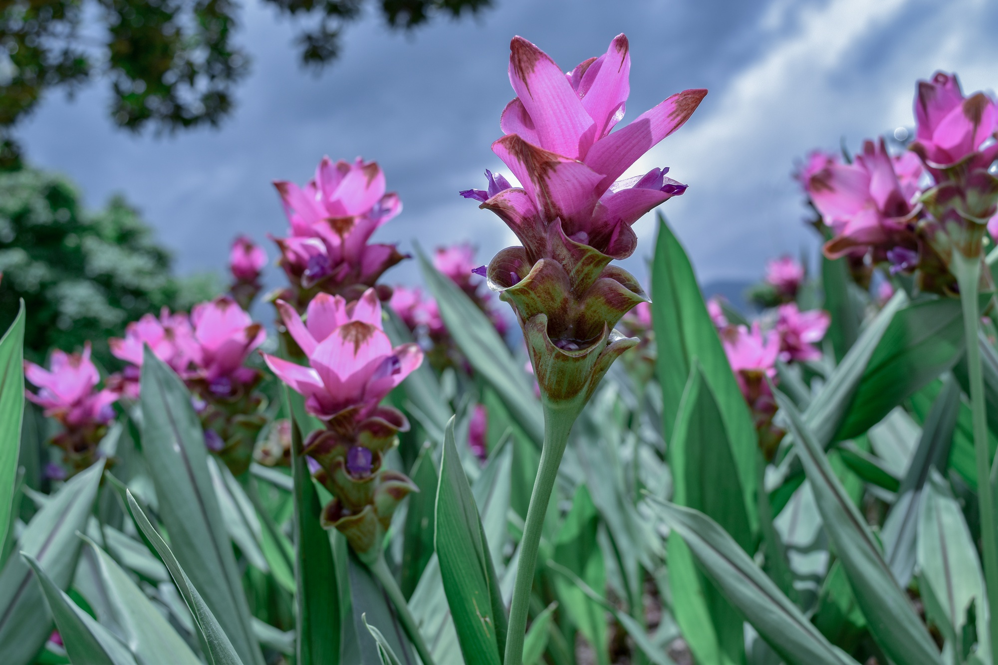 Comment faire refleurir un curcuma ?