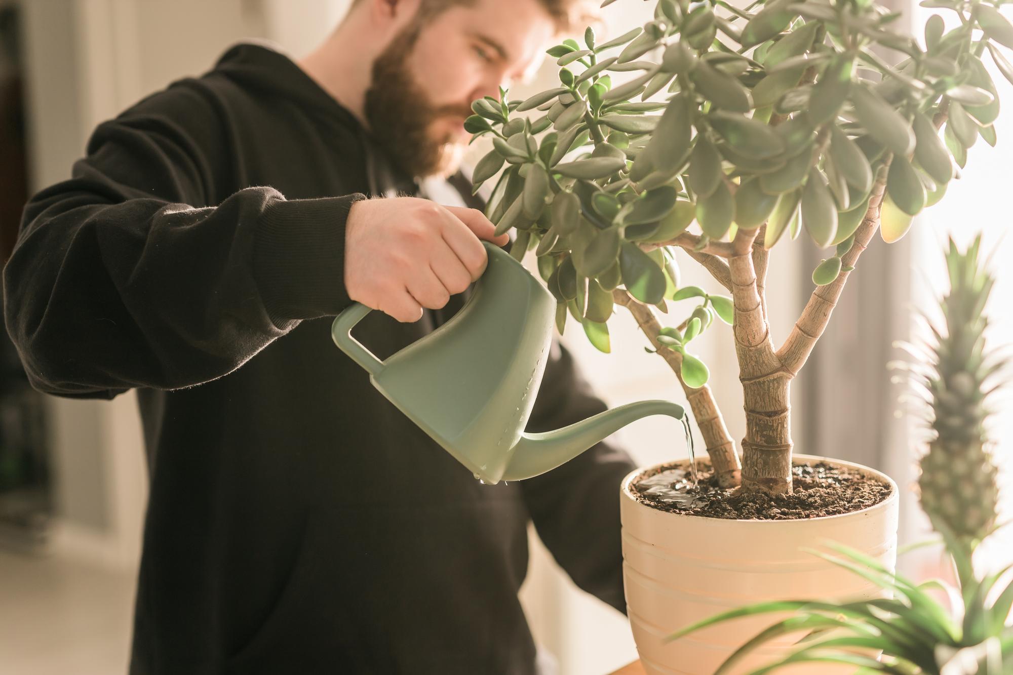 FAQ sur l’entretien du schlumbergera