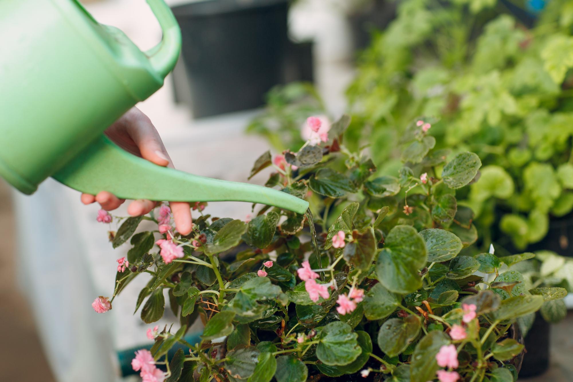 Comment soigner un photinia après la taille ?