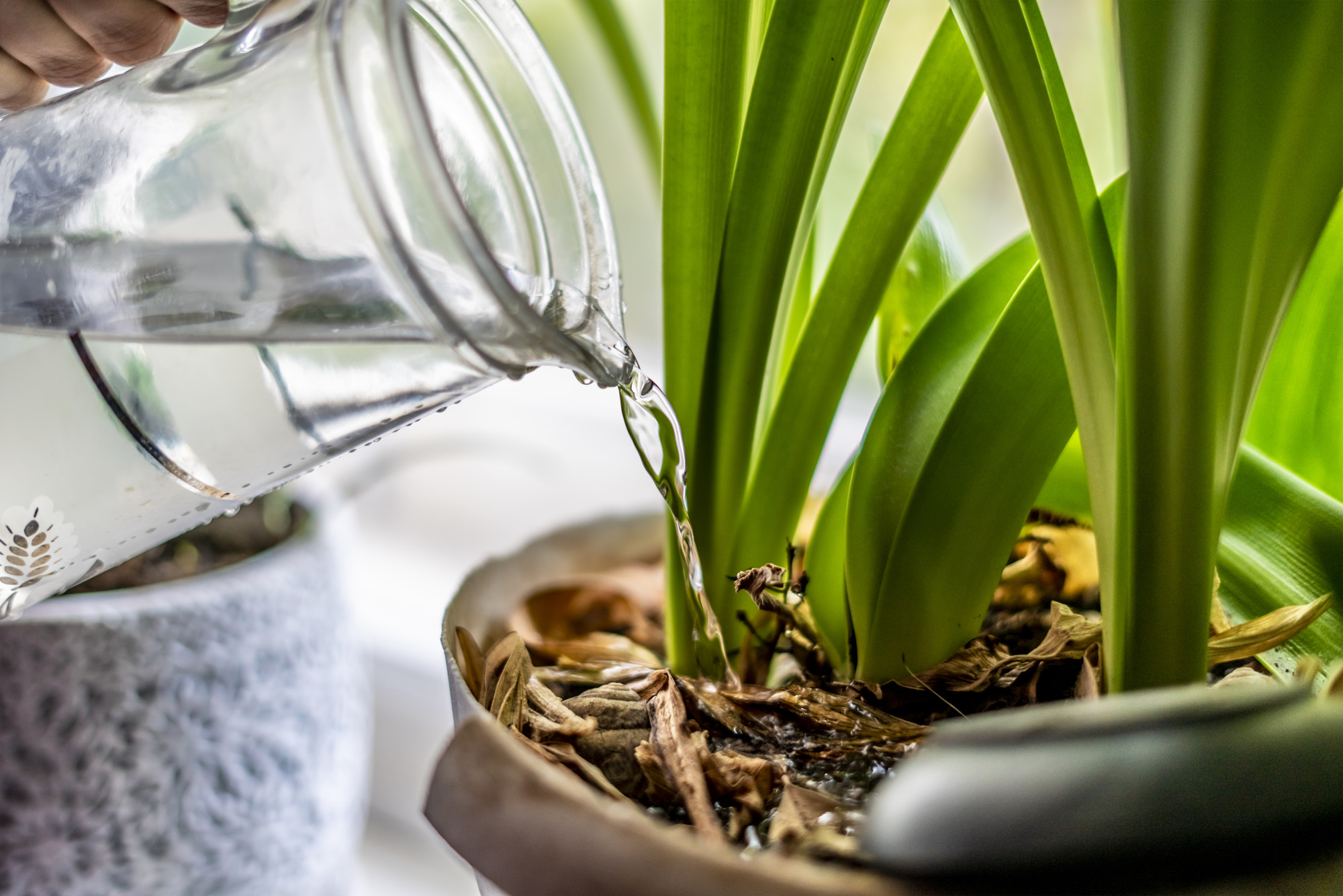 FAQ sur l’entretien du curcuma