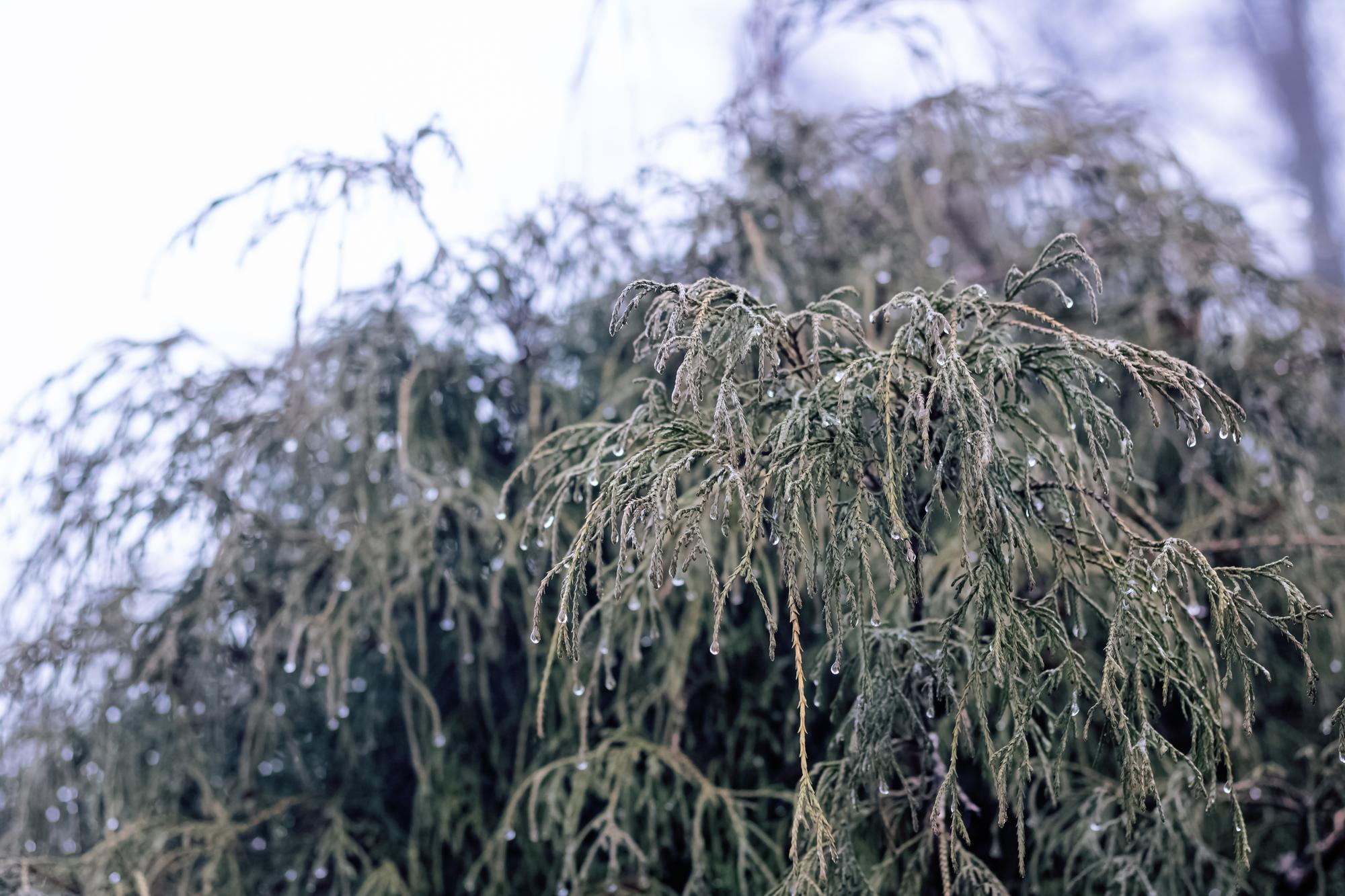 Faut-il raccourcir les branches qui touchent le sol ?