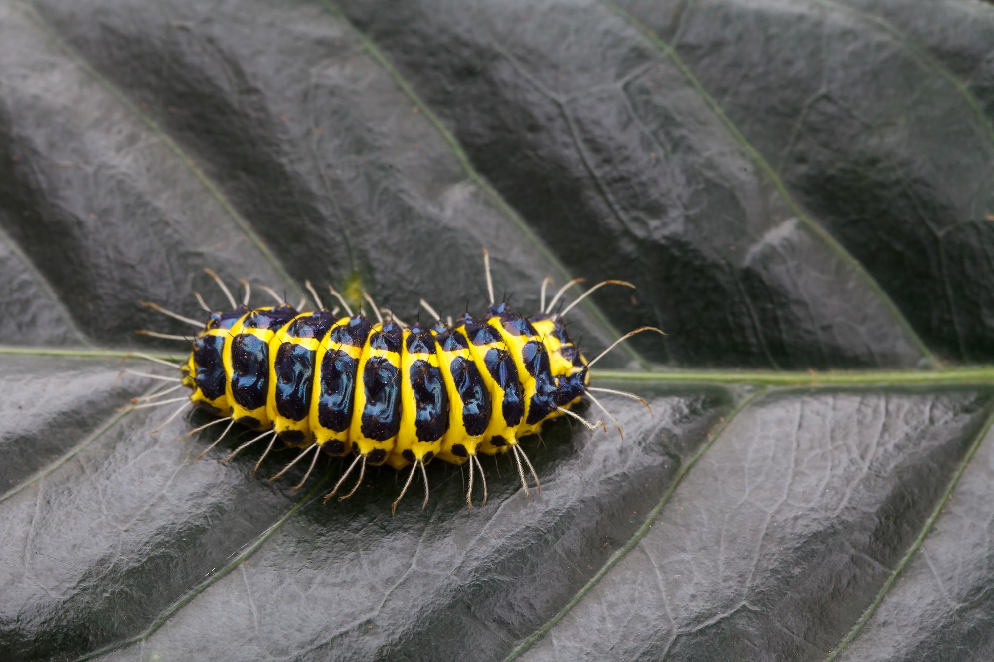 Quelle chenille jaune et noire avez-vous devant vous ?